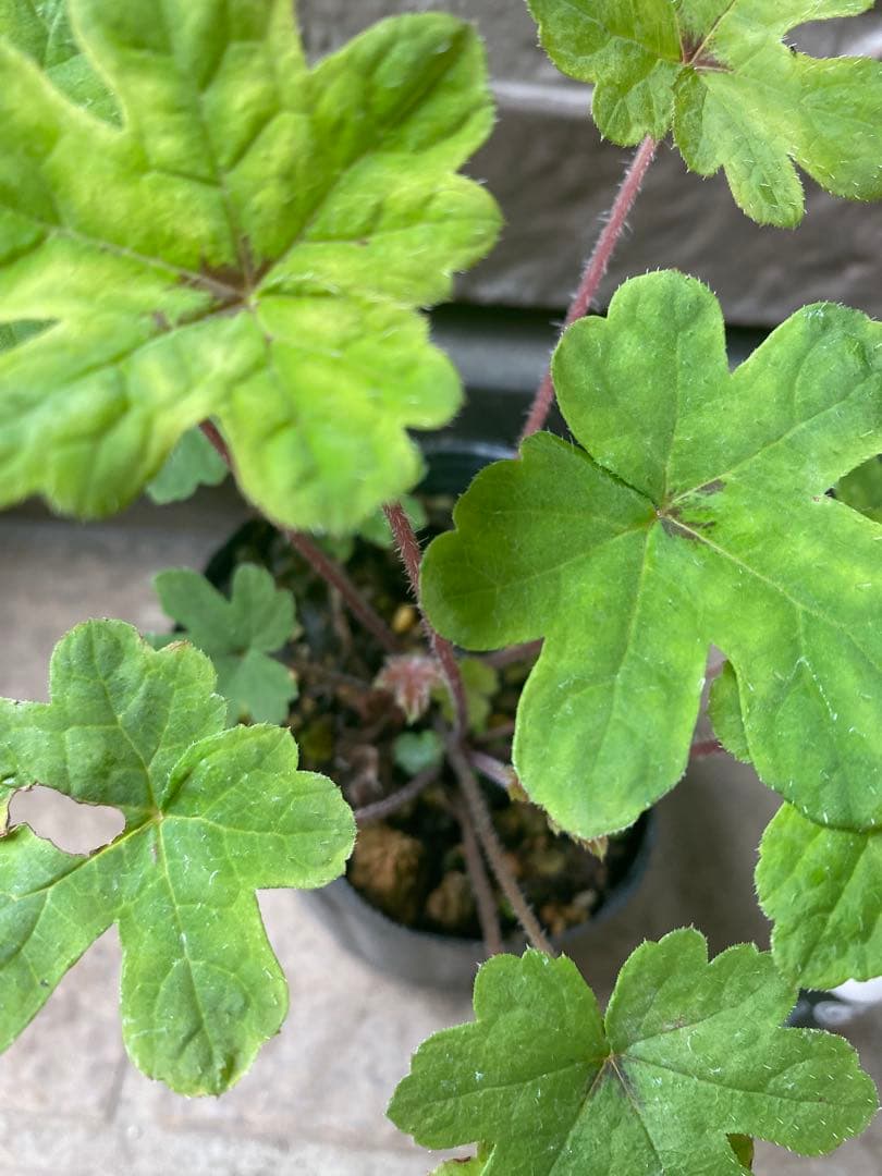 ティアラスプリングシンフォニー