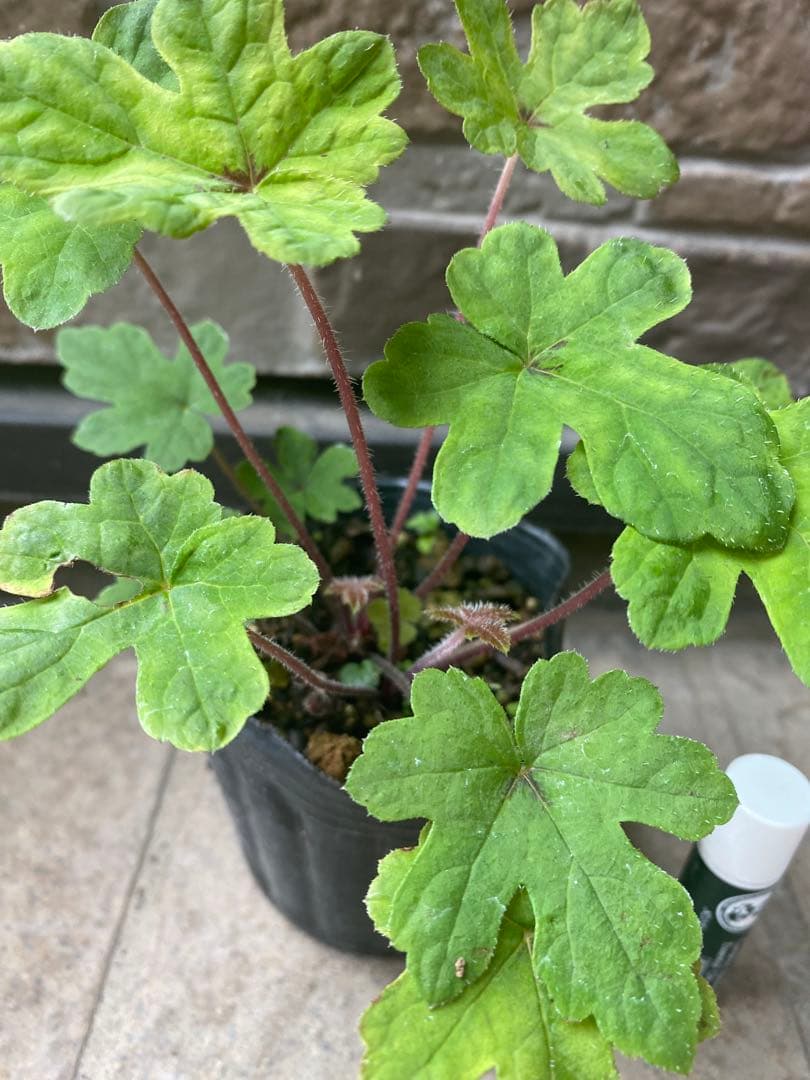 ティアラスプリングシンフォニー