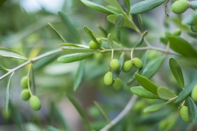 《現品》オリーブの木　シプレシーノ 樹高2.1ｍ（根鉢含まず）194【苗木/庭木