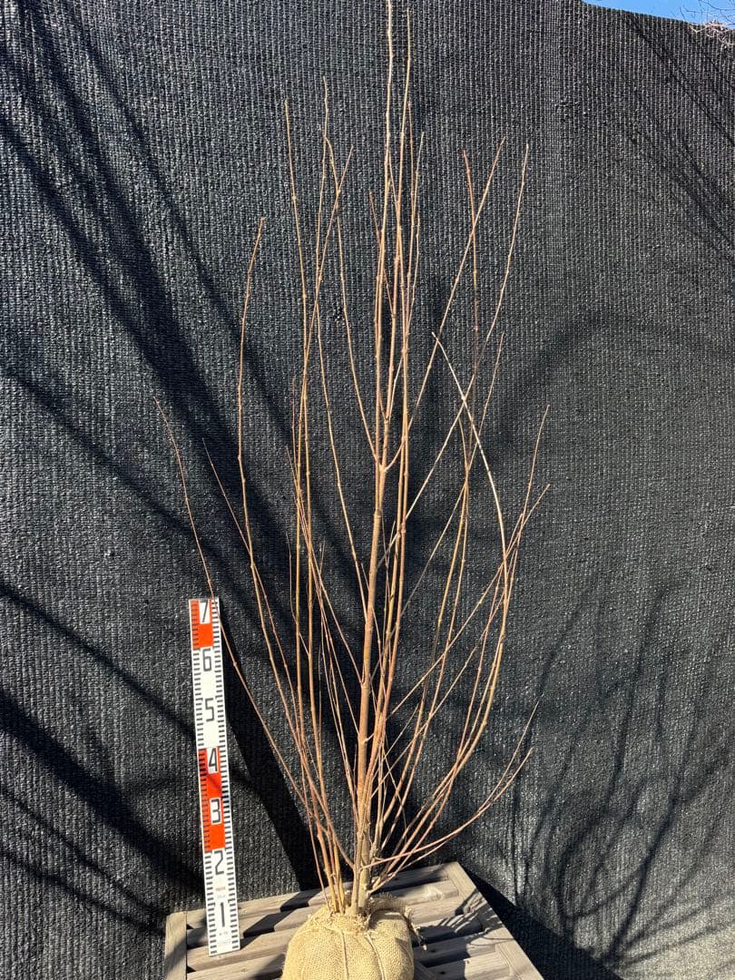 桂（カツラ）植木　庭木　【品番3544】