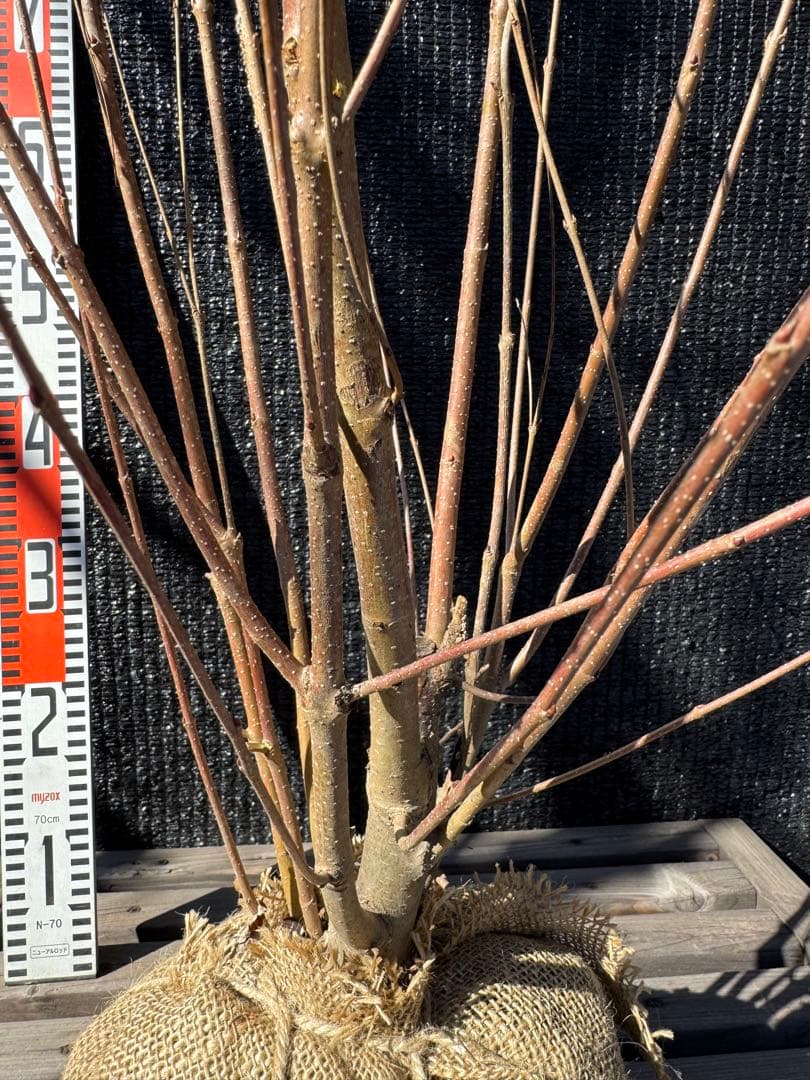 桂（カツラ）植木　庭木　【品番3544】