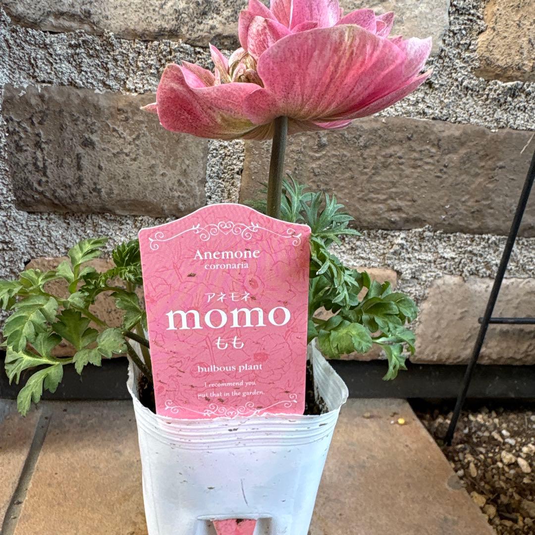 アネモネmomo10