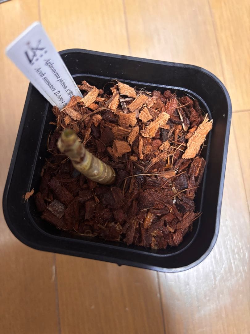 正規タグ付き ネームド LA便 アグラオネマ ピクタム 雷切 - メルカリ