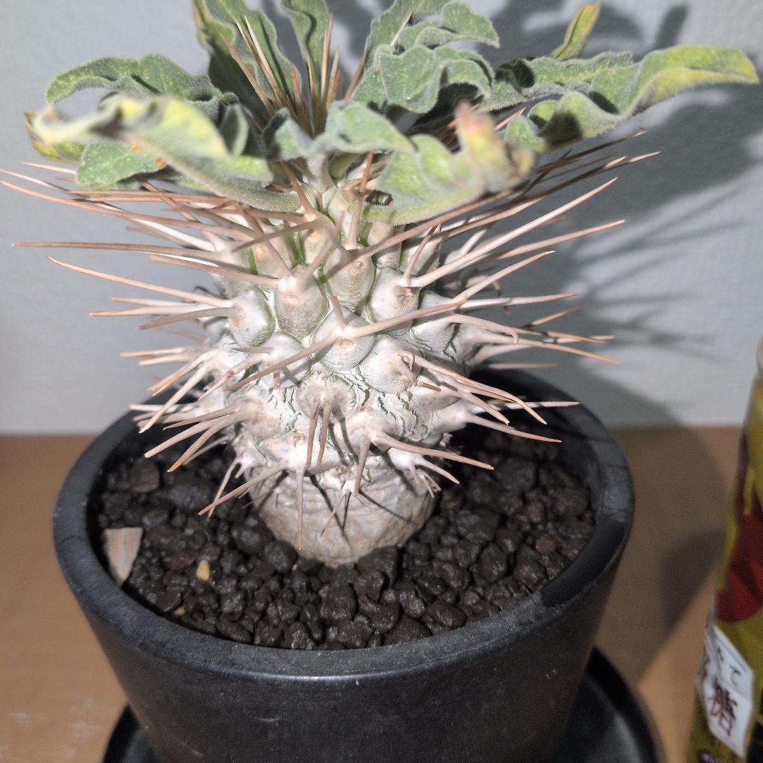 パキポディウム ナマクアナム 光堂 自根 実生株（鉢付き) - メルカリ