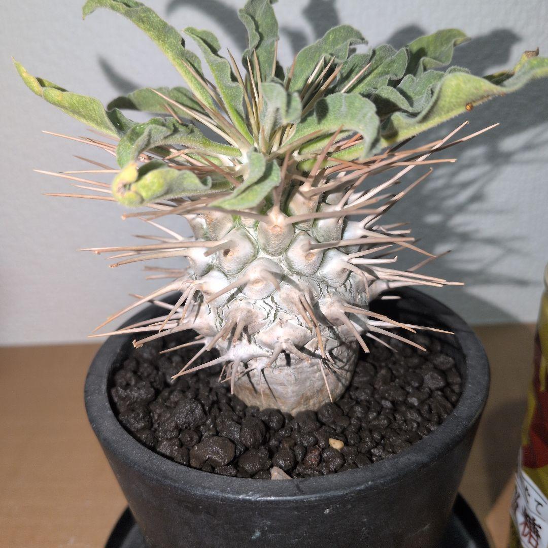 パキポディウム ナマクアナム 光堂 自根 実生株（鉢付き) - メルカリ