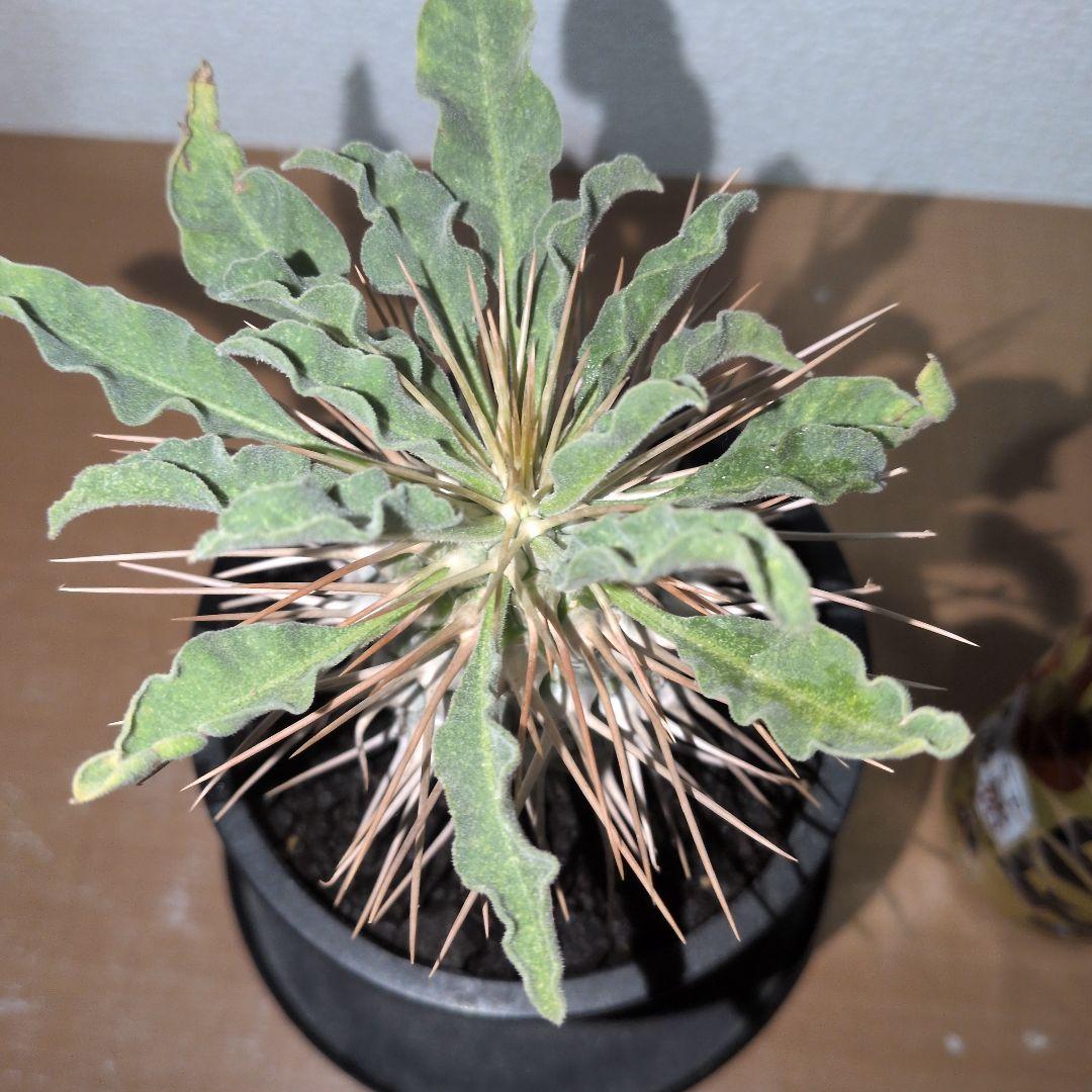 パキポディウム ナマクアナム 光堂 自根 実生株（鉢付き) - メルカリ