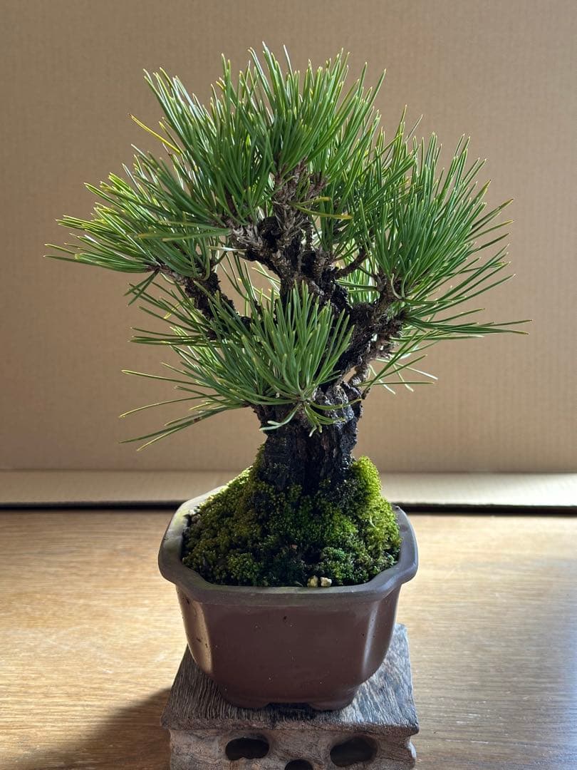 盆栽 小品盆栽 錦松(夢錦)-4