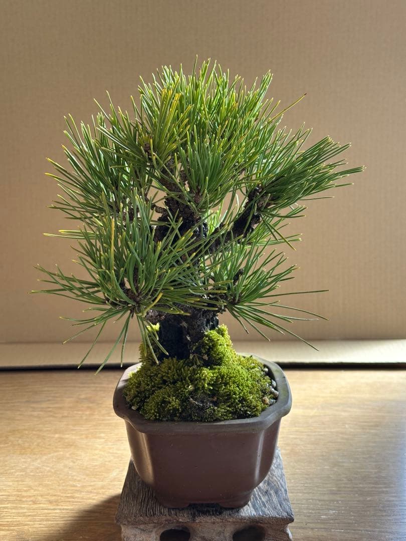盆栽 小品盆栽 錦松(夢錦)-4