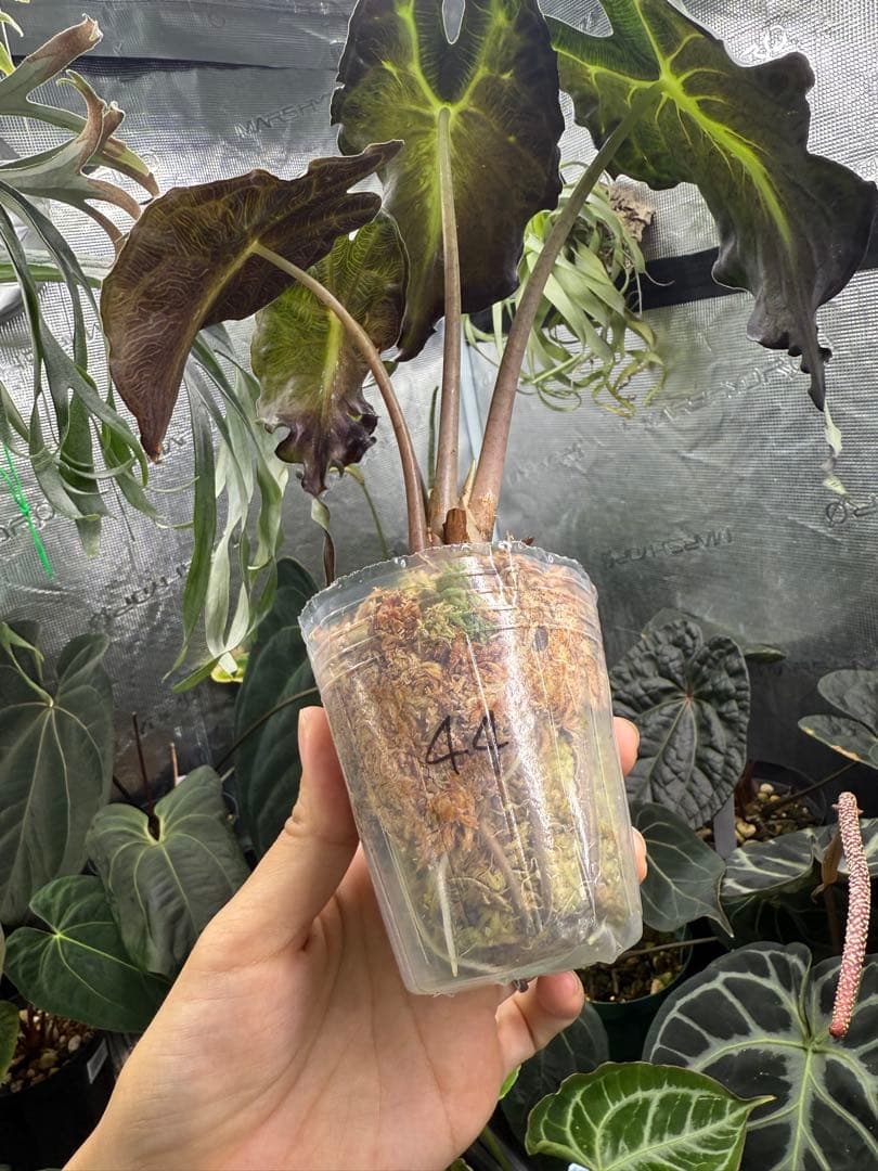アロカシア ヴェノム Alocasia 'Venom' 管理番号44 - メルカリ