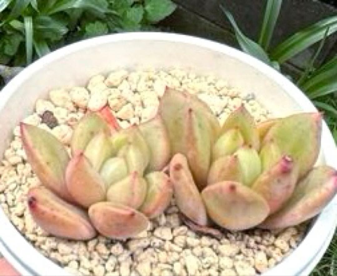 No.547 ❁モンローQ❁ 抜き苗 多肉植物 寄せ植え