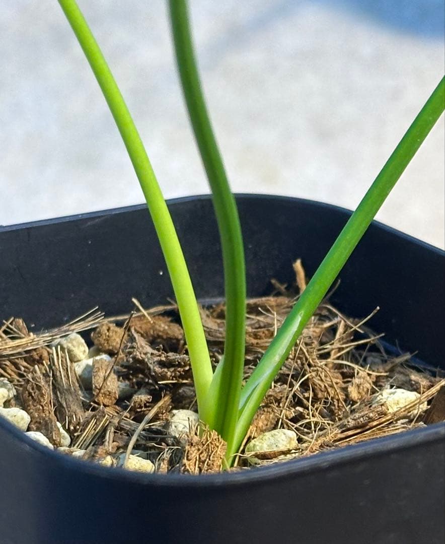 セロームグリーンオングリーン