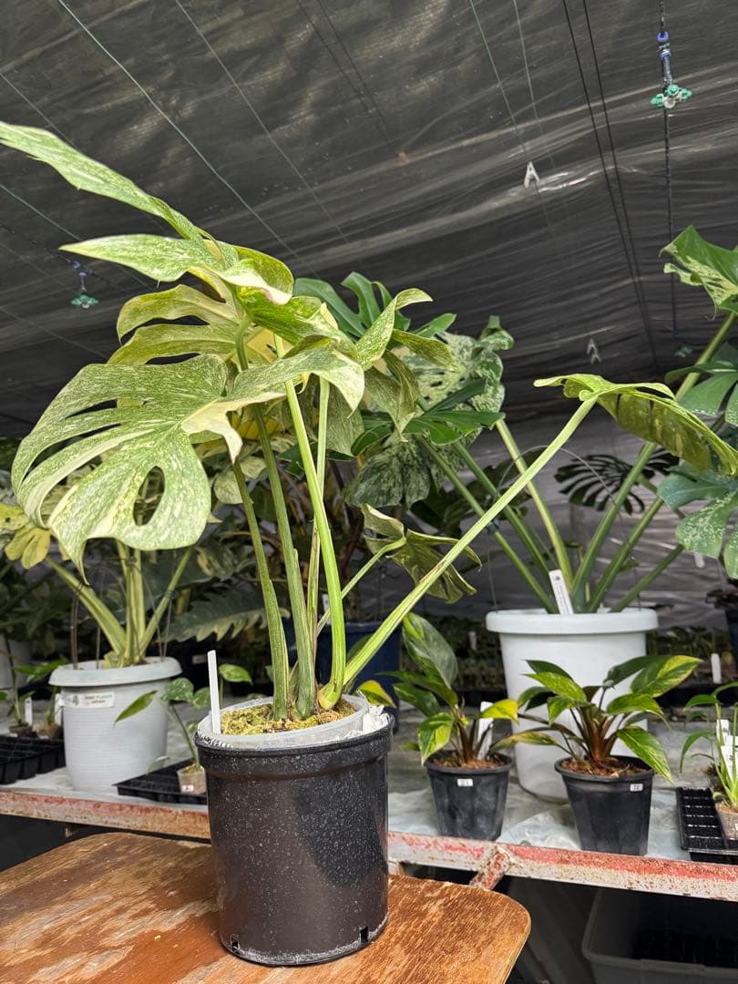 LG10モンステラ レガシー 美斑入り健康株 - メルカリ