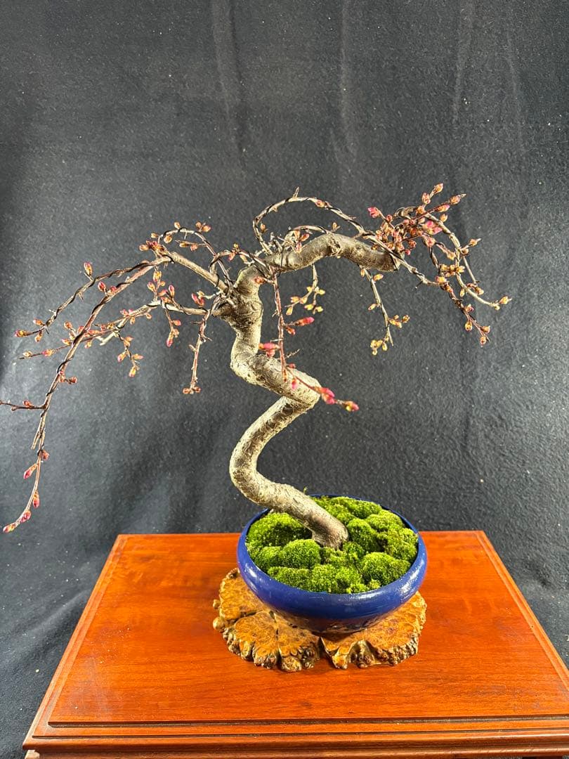 貴風盆栽、オカメ桜、模様木、沢山の花芽付き やや傷や汚れあり - メルカリ