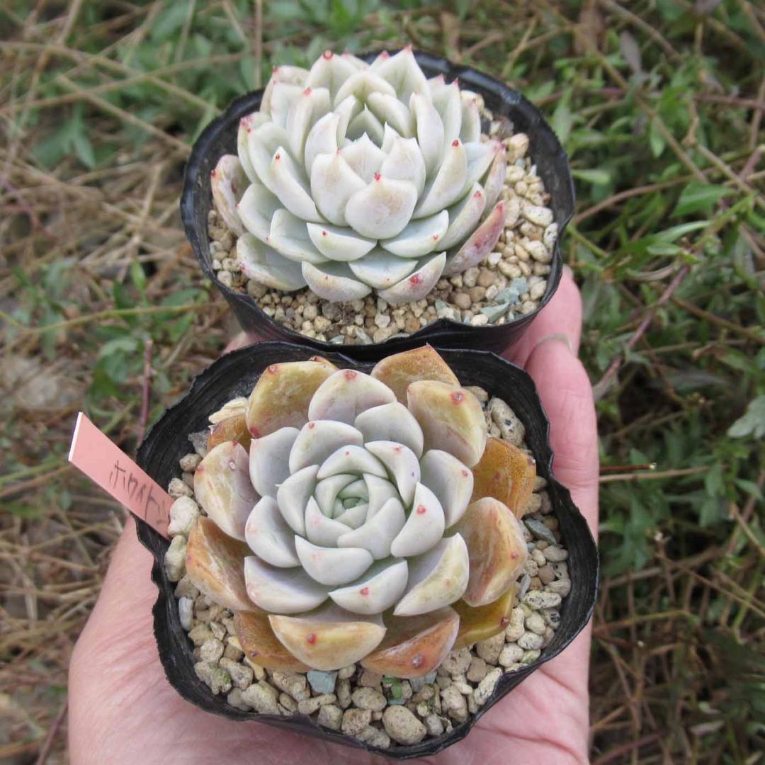 多肉植物 エケベリア ホワイトシー スノーボール 抜き苗セット 韓国苗