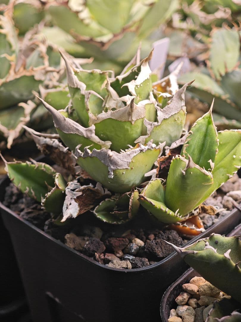 初出品 オテロイ 実生選抜 ブツブツ大白鯊系 子株2