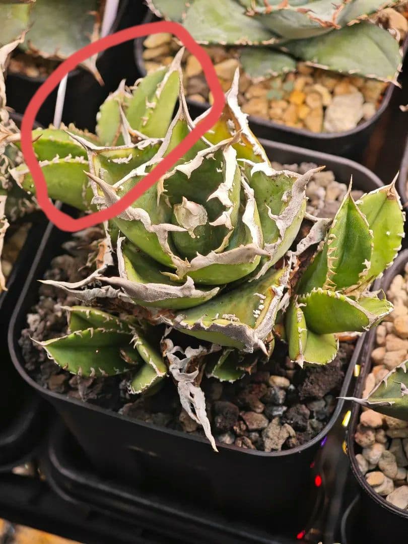 初出品 オテロイ 実生選抜 ブツブツ大白鯊系 子株2