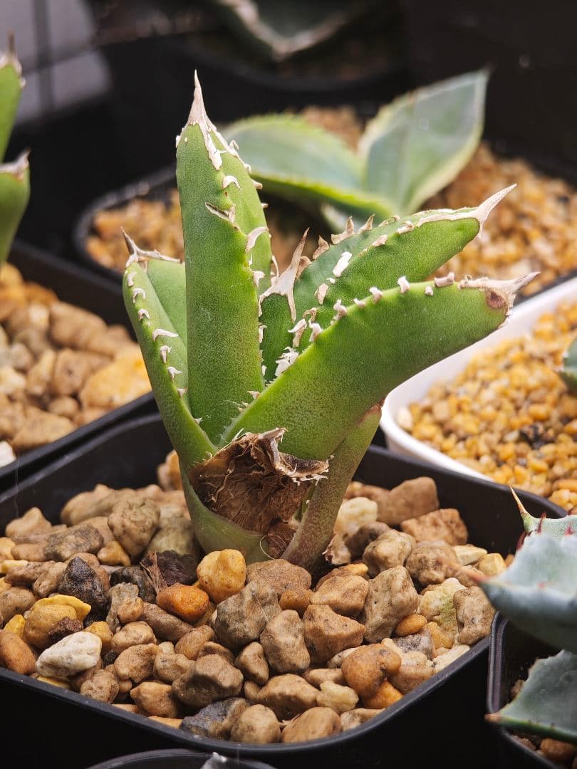 初出品 オテロイ 実生選抜 ブツブツ大白鯊系 子株2