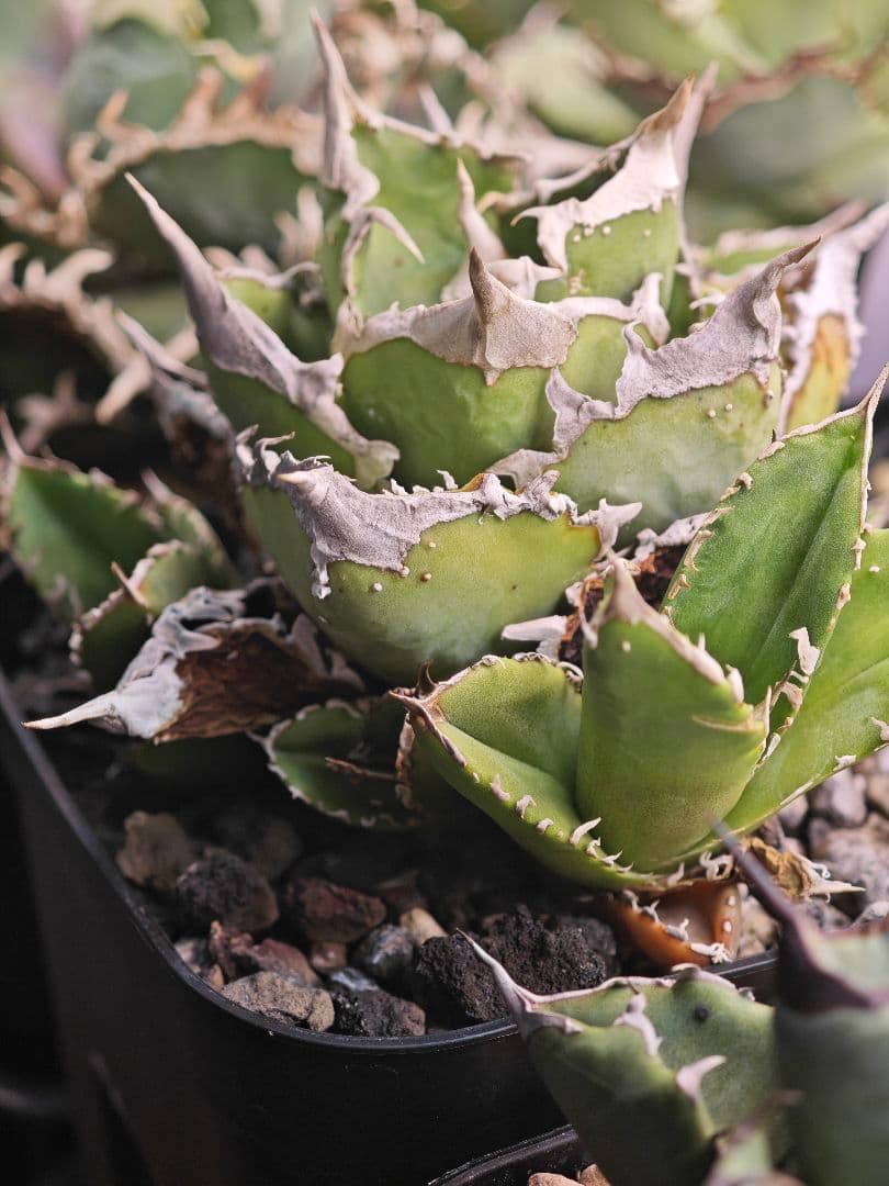 初出品 オテロイ 実生選抜 ブツブツ大白鯊系 子株2