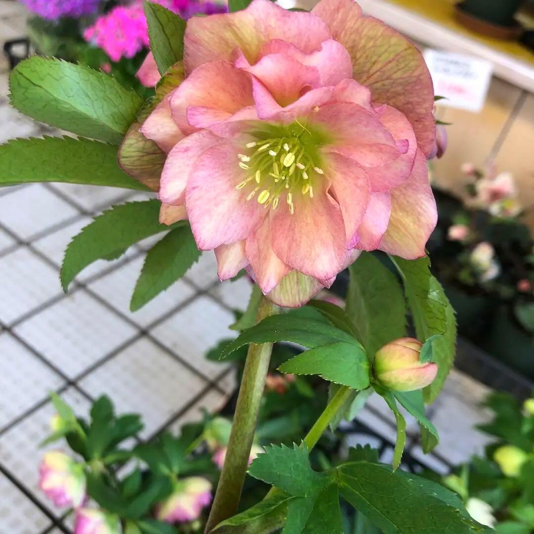 新春大特価 クリスマスローズ 八重 8種セット 豊園芸 花付き現品発送