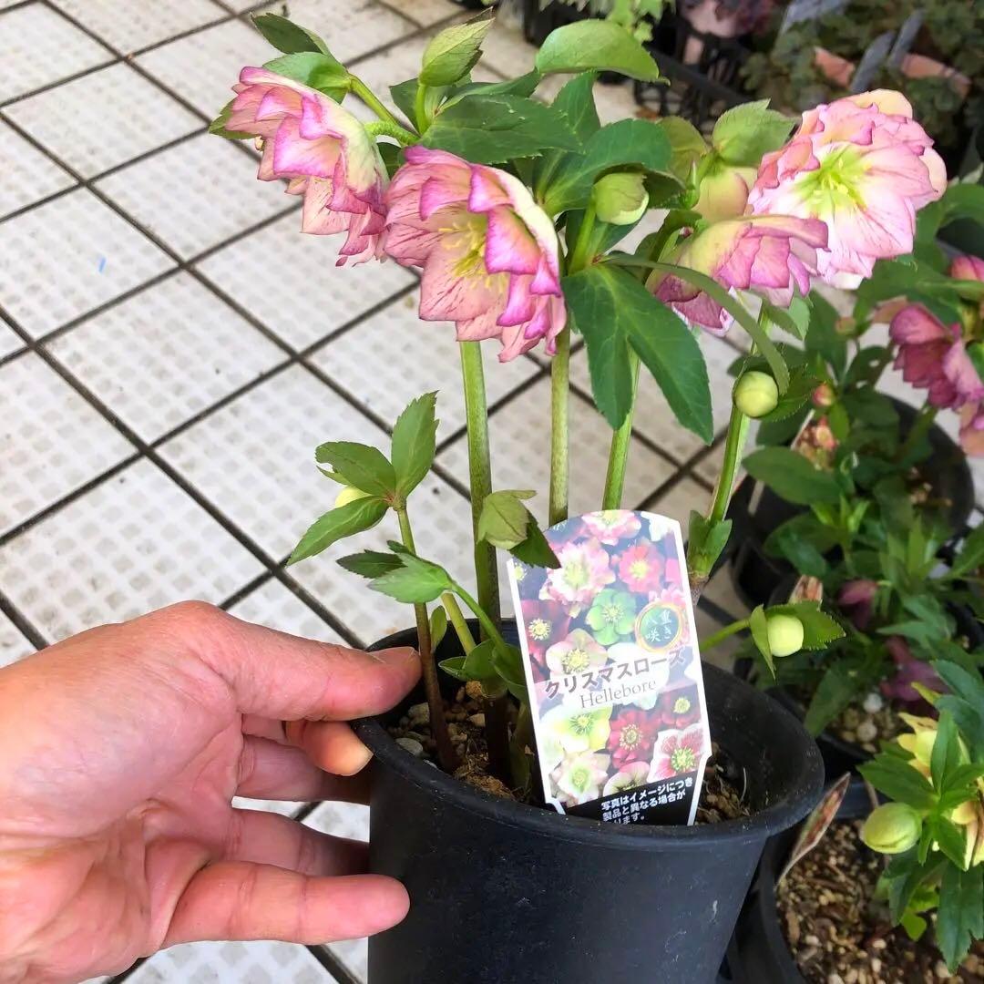 新春大特価 クリスマスローズ 八重 8種セット 豊園芸 花付き現品発送