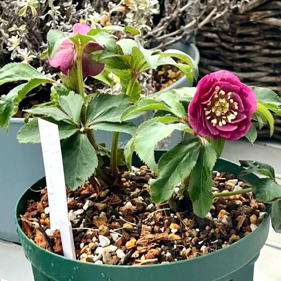 ラ*ク様 ❤️根っこ充実❤️1291 【超小輪　繊細ぼかし　アトロ交配】