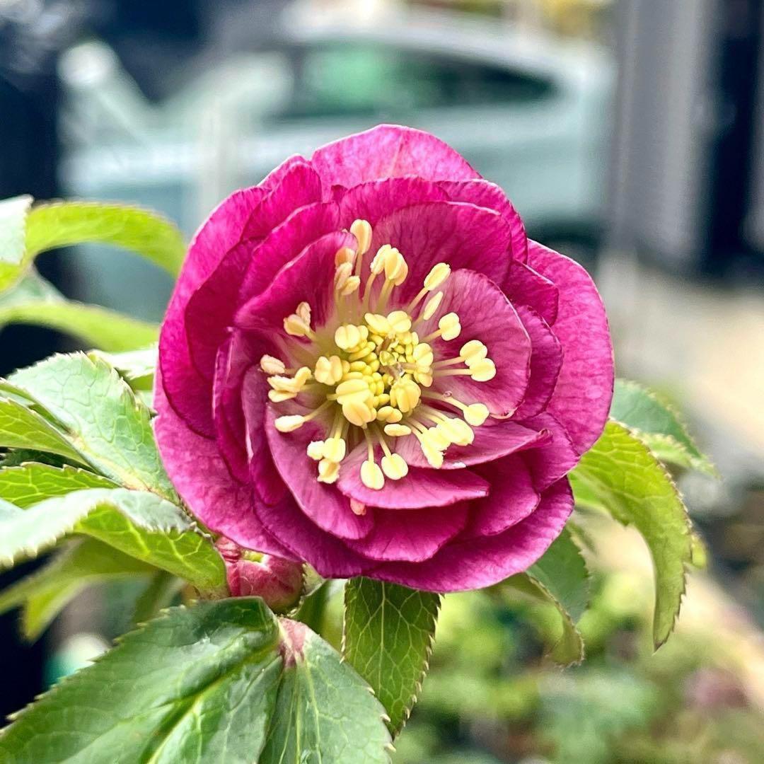 ラ*ク様 ❤️根っこ充実❤️1291 【超小輪　繊細ぼかし　アトロ交配】