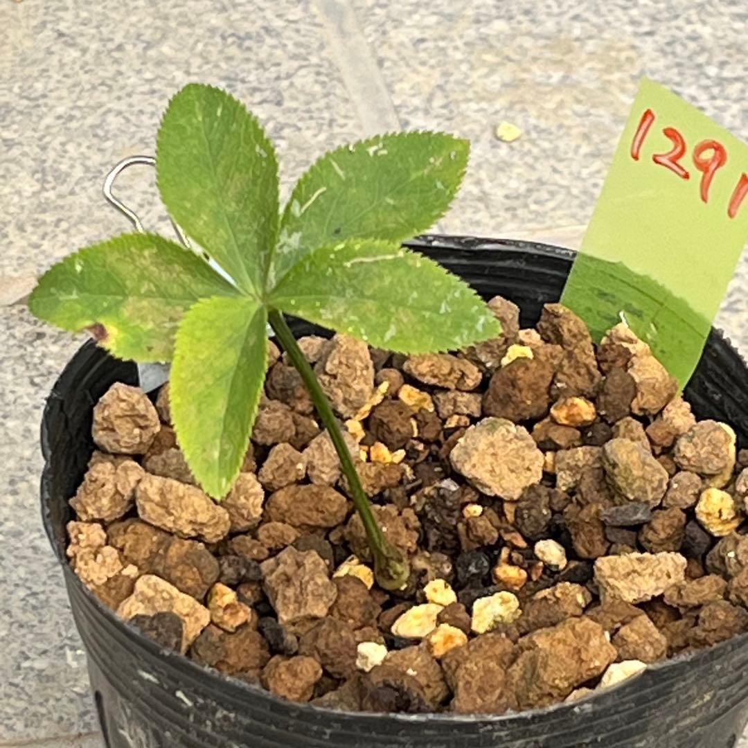 ラ*ク様 ❤️根っこ充実❤️1291 【超小輪　繊細ぼかし　アトロ交配】