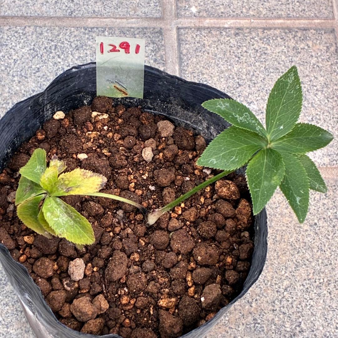 ラ*ク様 ❤️根っこ充実❤️1291 【超小輪　繊細ぼかし　アトロ交配】