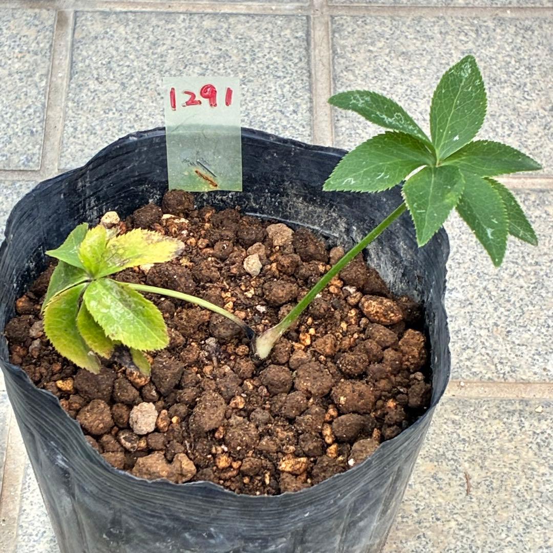 ラ*ク様 ❤️根っこ充実❤️1291 【超小輪　繊細ぼかし　アトロ交配】