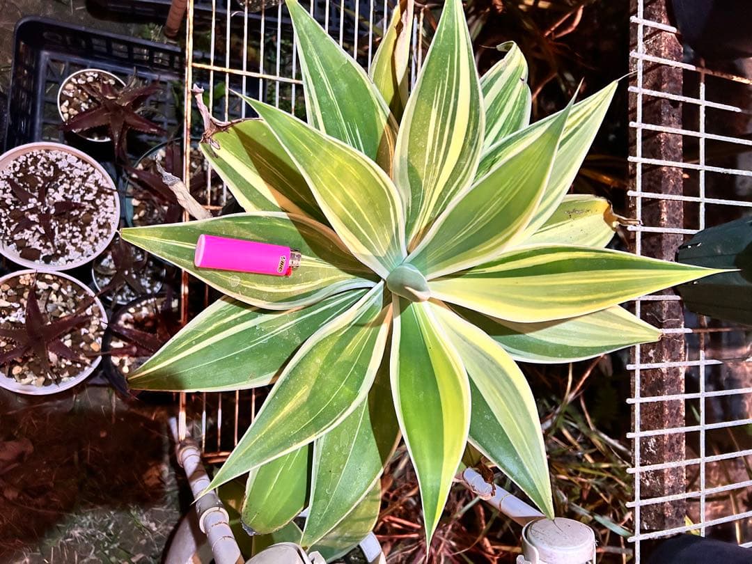 アテナータ翡翠盤