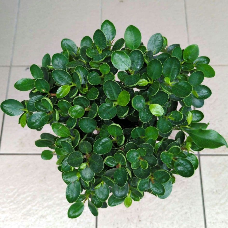 観葉植物 パンダガジュマル 8号ポット 多幸の木 - メルカリ