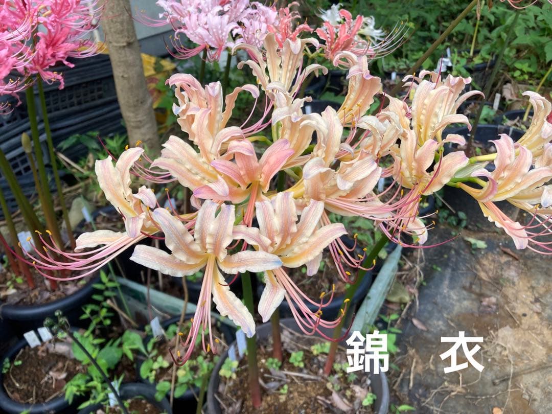 Dido0915リコリスセット