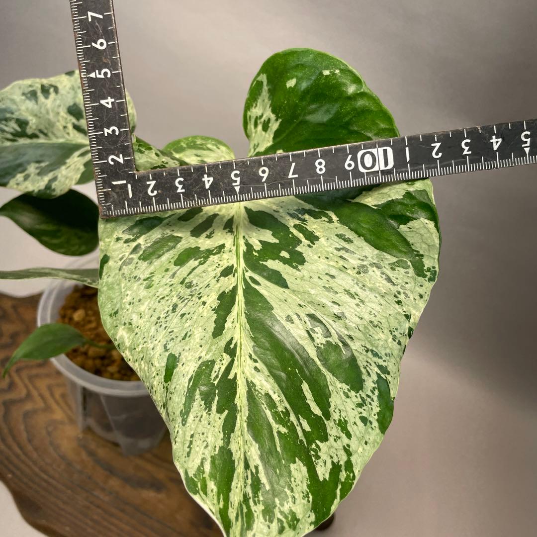 K*z様 lsw626品種保証！Bulbasaurモンステラ・フシギダネ 順化済