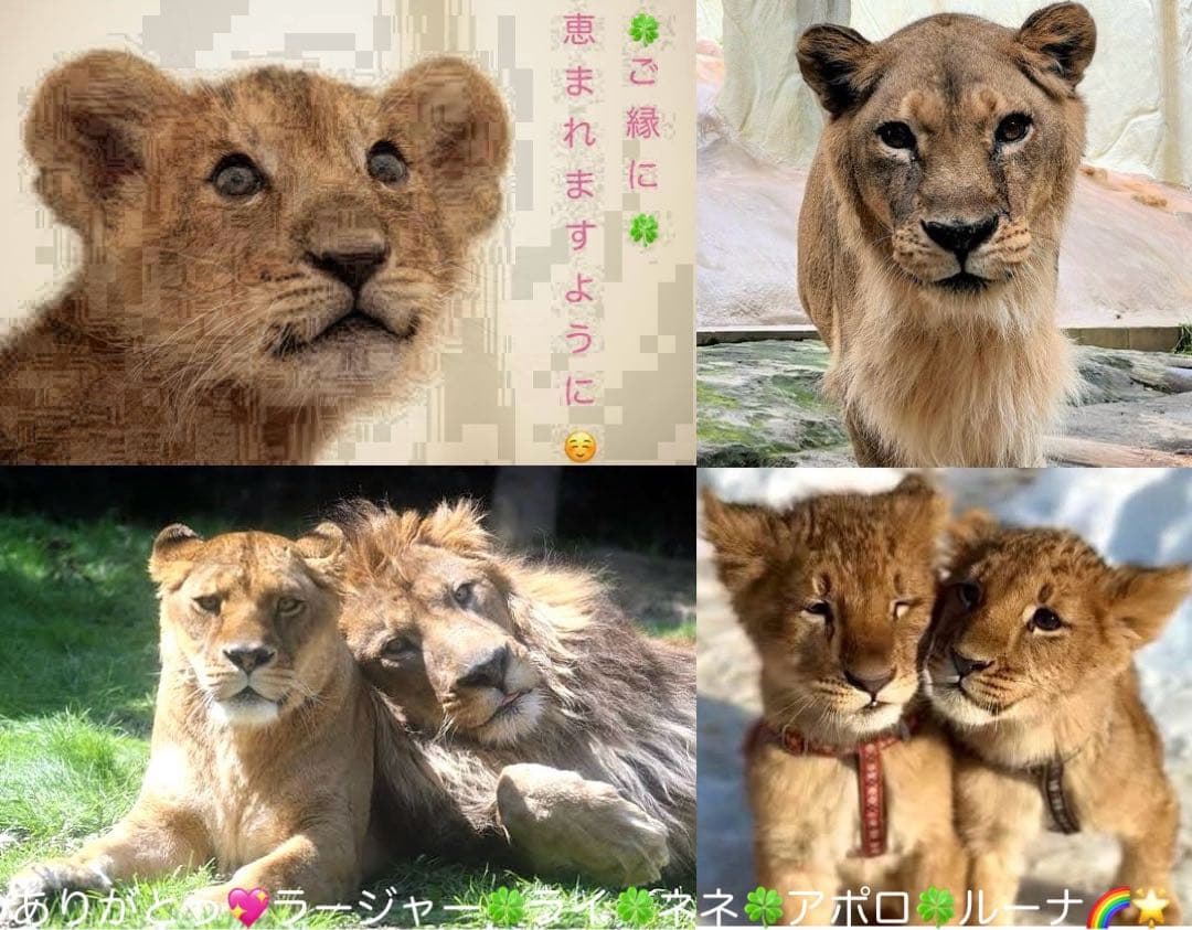 クリアファイル ワンドオブフォーチュン レンドフルール ゆのはな