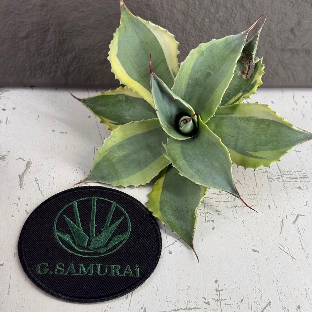 y*y様 【アガベ オバティフォリア“オルカ”】地植え/-18℃まで/極上　L2