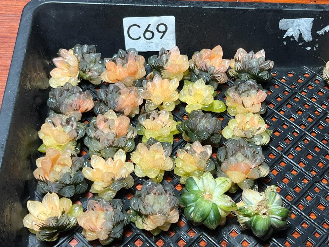 エ*カ様 9 多肉植物 ハオルチア　オブツーサ錦 水中月錦 糊斑 鮮明錦 25株