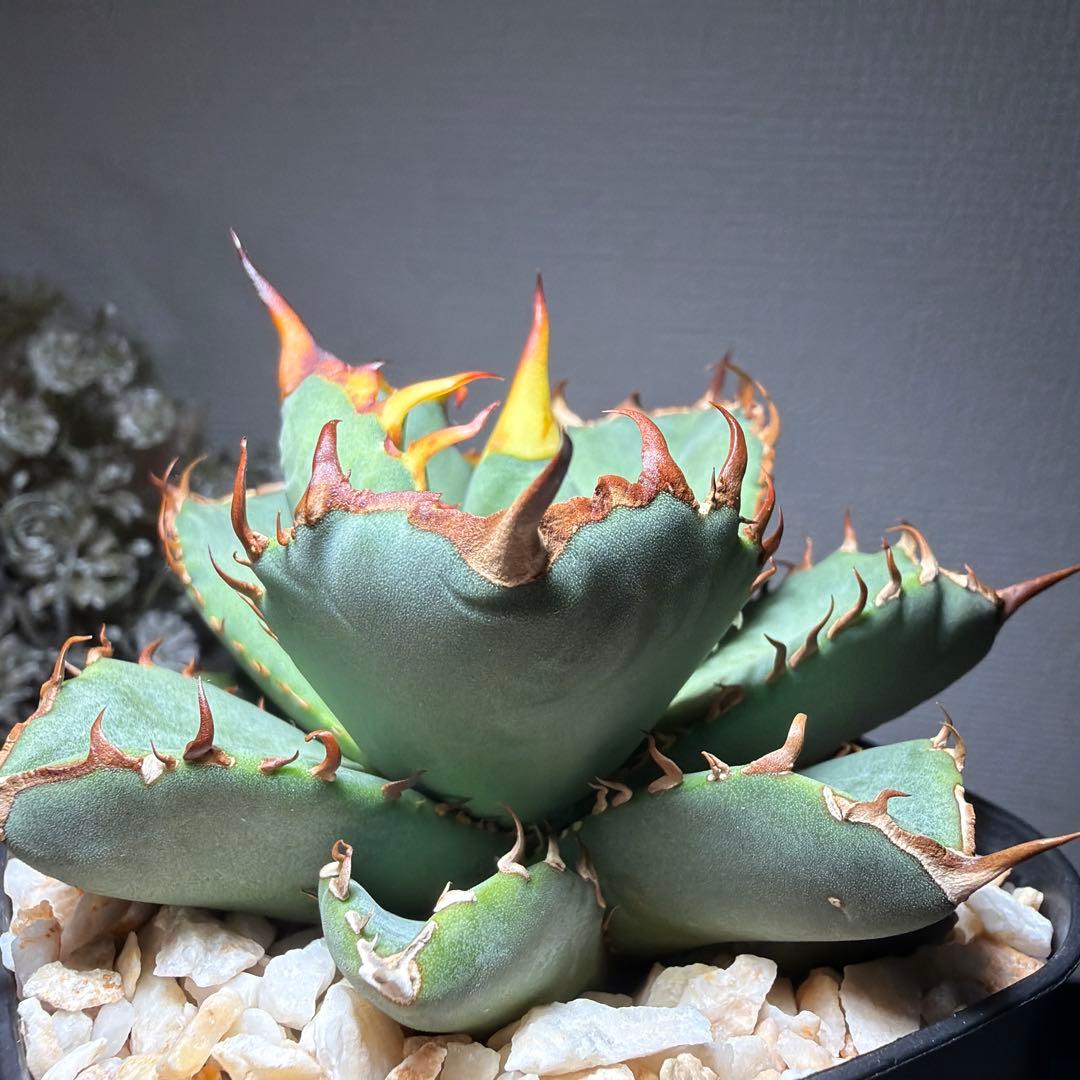 2/5更新　アガベチタノタブルー　選抜株　活着済み　国内実生