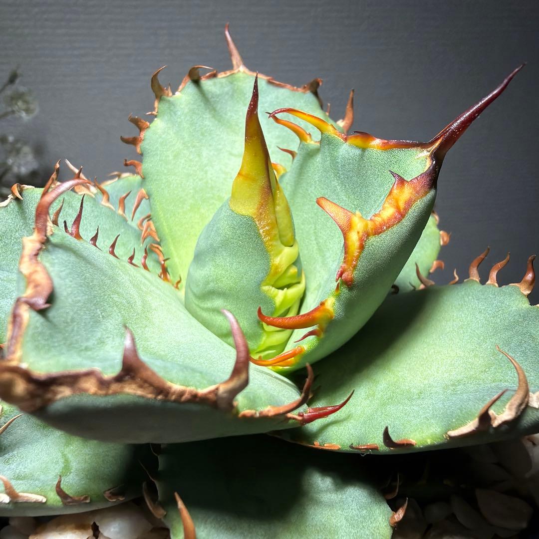 2/5更新　アガベチタノタブルー　選抜株　活着済み　国内実生