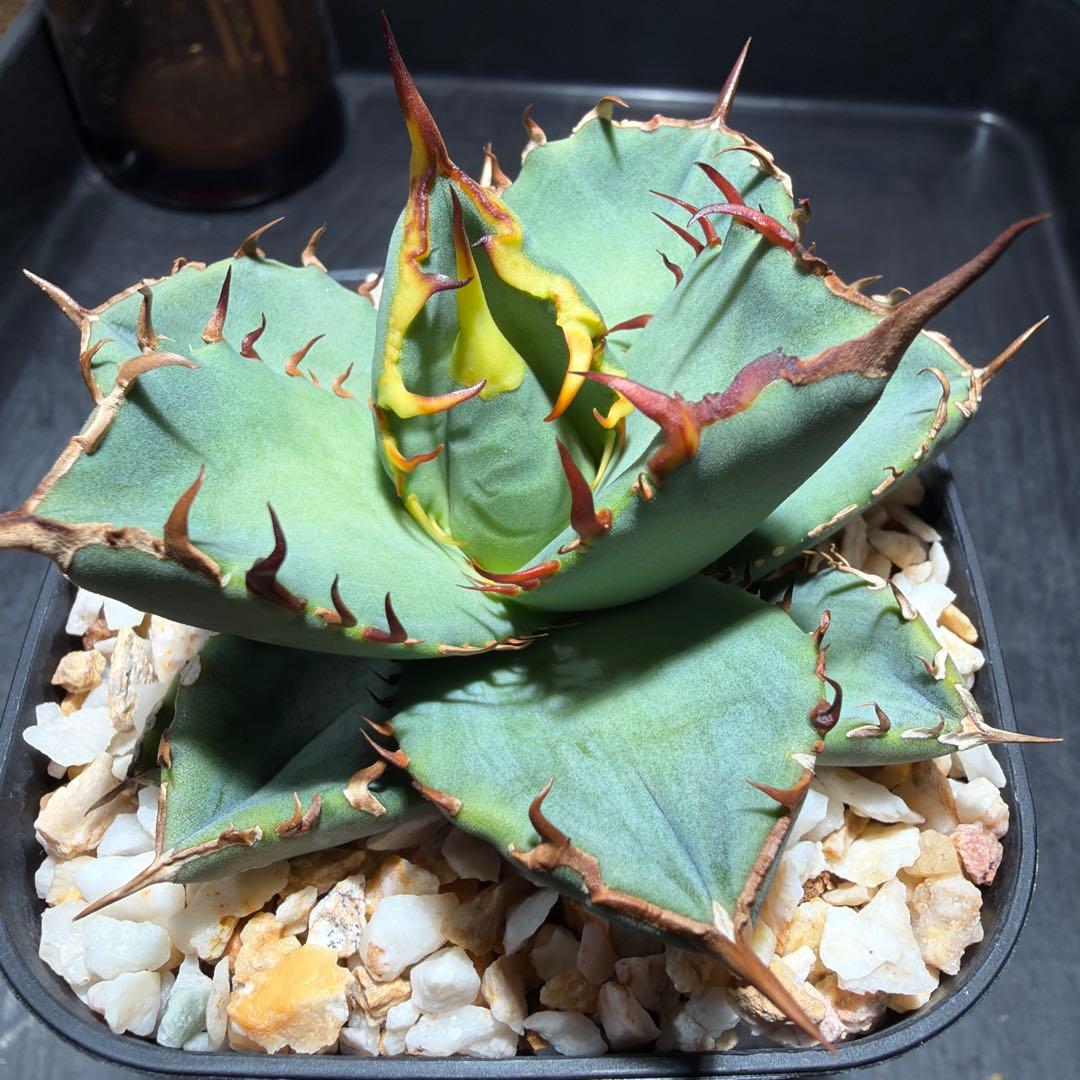 2/5更新　アガベチタノタブルー　選抜株　活着済み　国内実生