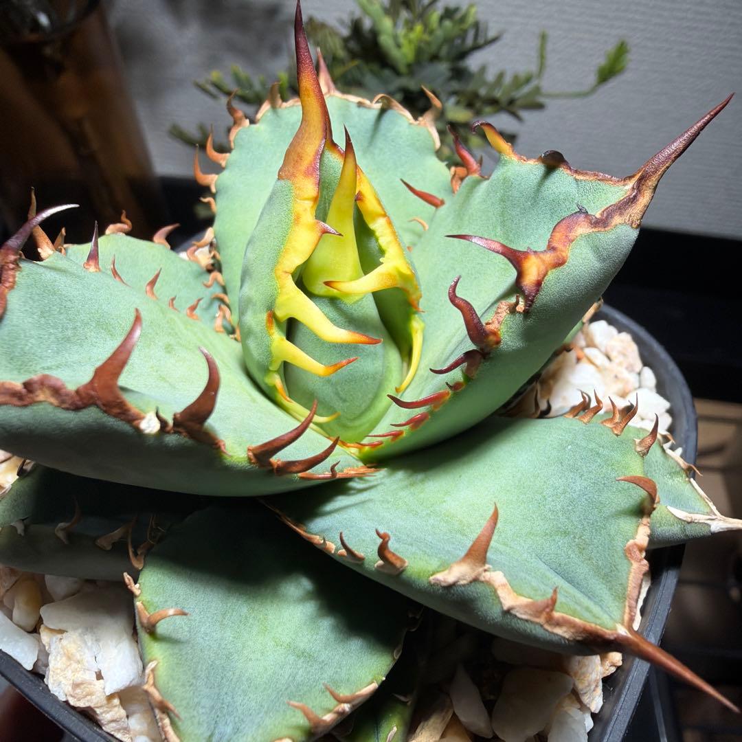 2/5更新　アガベチタノタブルー　選抜株　活着済み　国内実生