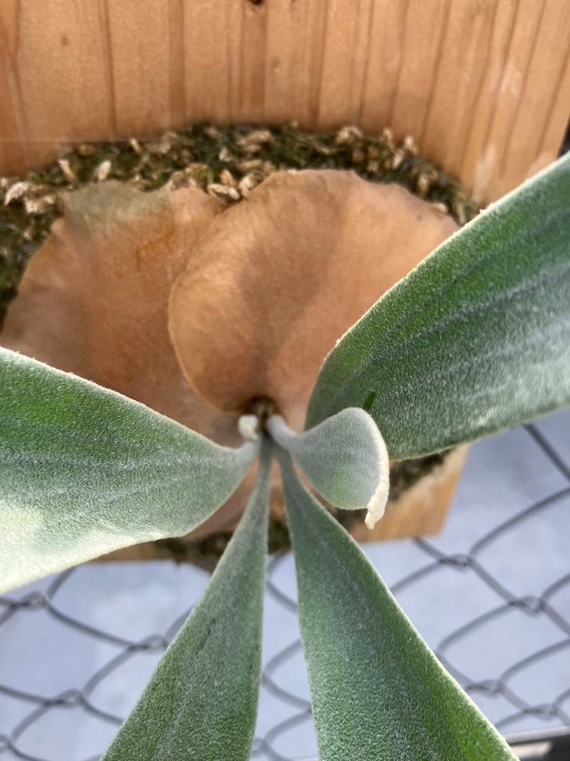 ビカクシダ　P. White Mr. oat ホワイトミスターオート