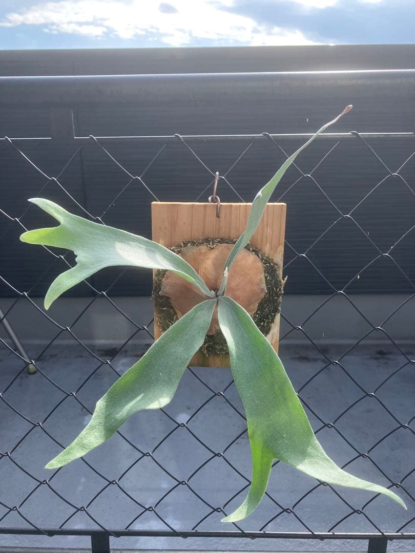 ビカクシダ　P. White Mr. oat ホワイトミスターオート