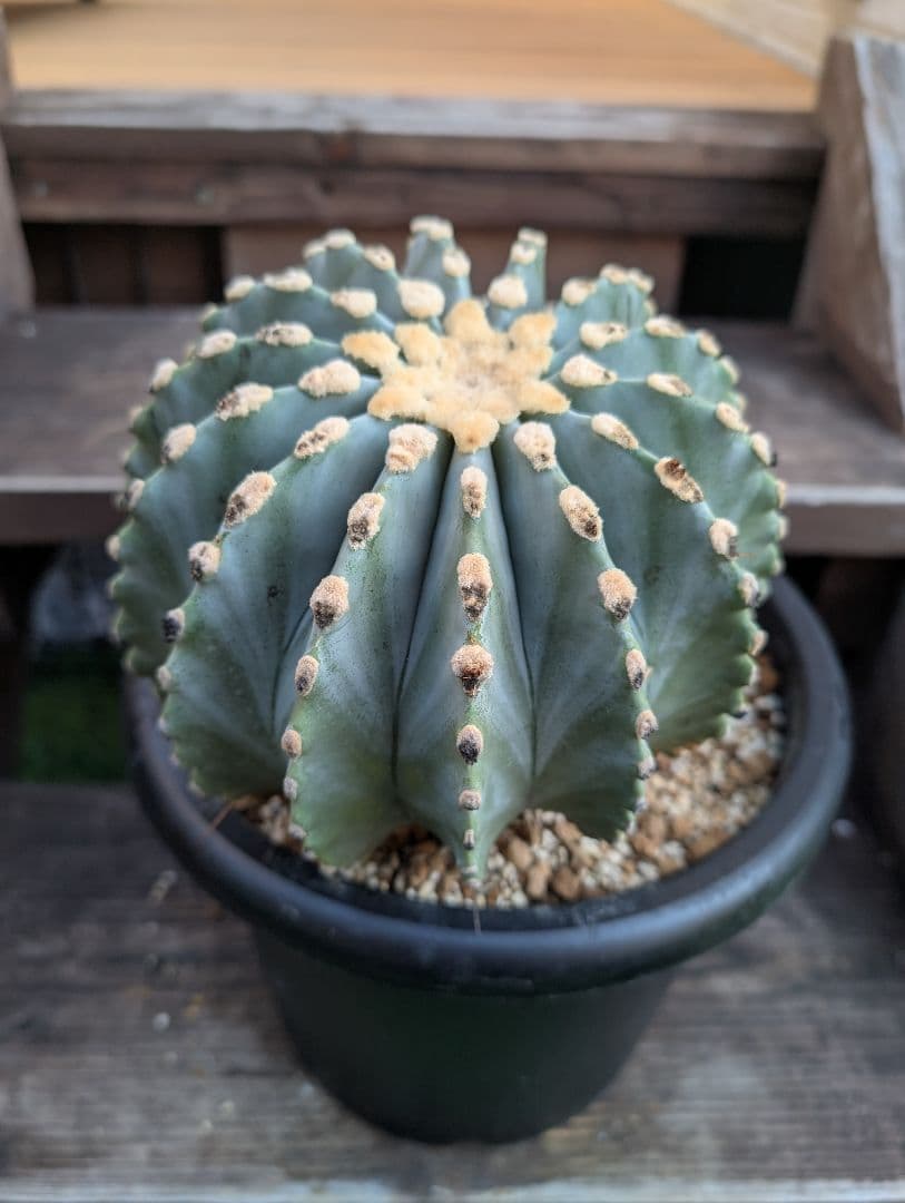 【Omc Labo】極上2　フェロカクタス刺無王冠竜　希少 サボテン　古木