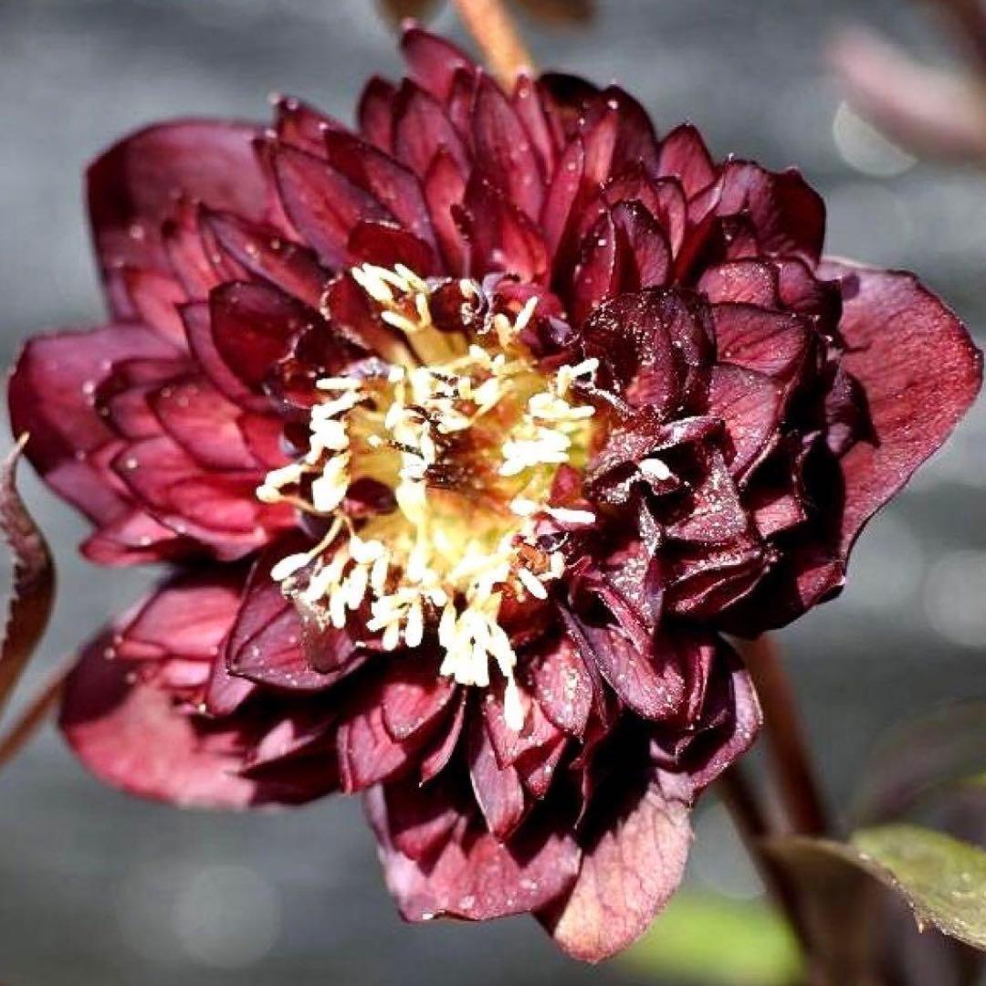 も*子様 ☘️ラスト2☘️蕾付き3341⭐️超小輪⭐️MIX顔【クレオパトラ＋彗