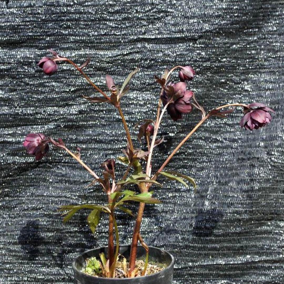 も*子様 ☘️ラスト2☘️蕾付き3341⭐️超小輪⭐️MIX顔【クレオパトラ＋彗