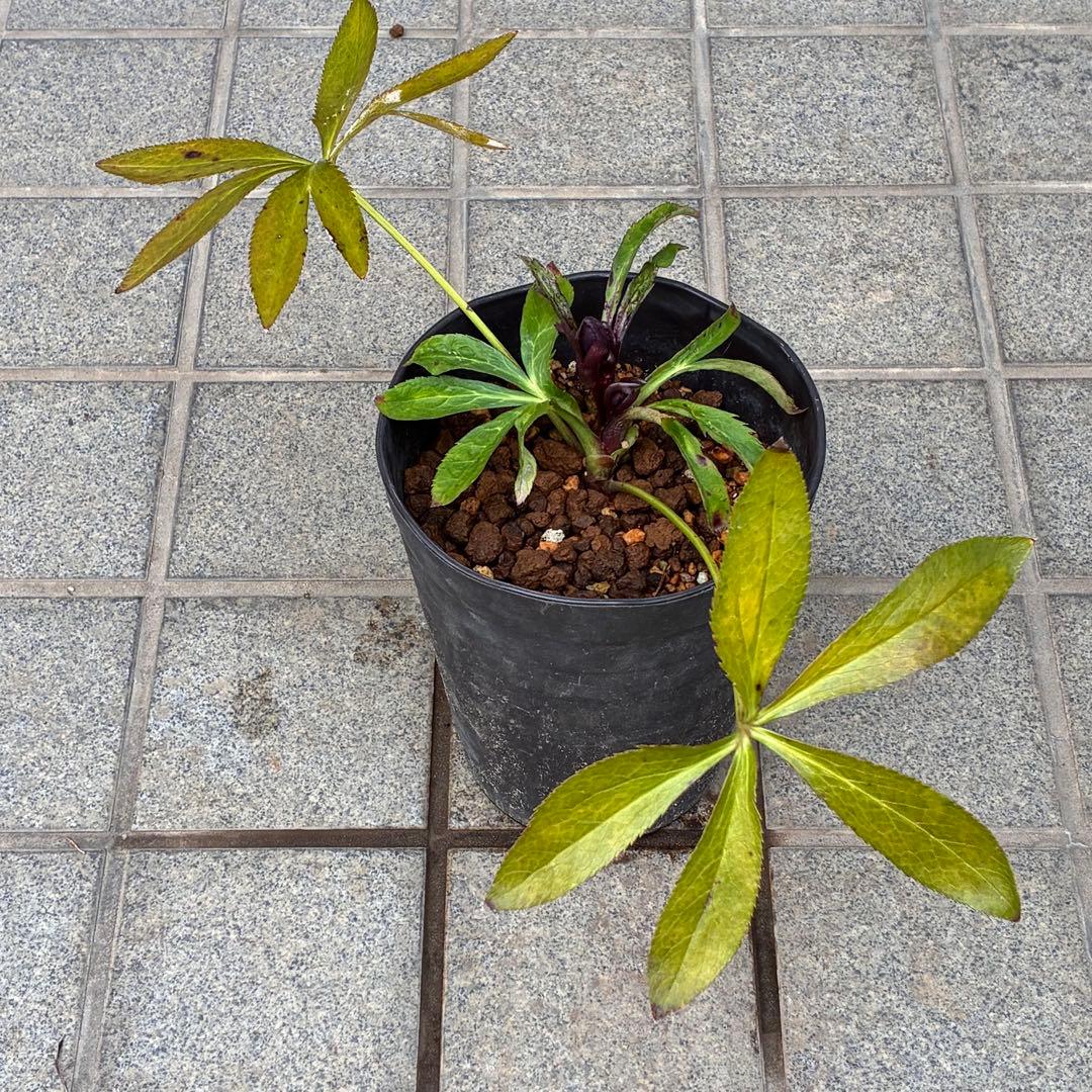 も*子様 ☘️ラスト2☘️蕾付き3341⭐️超小輪⭐️MIX顔【クレオパトラ＋彗