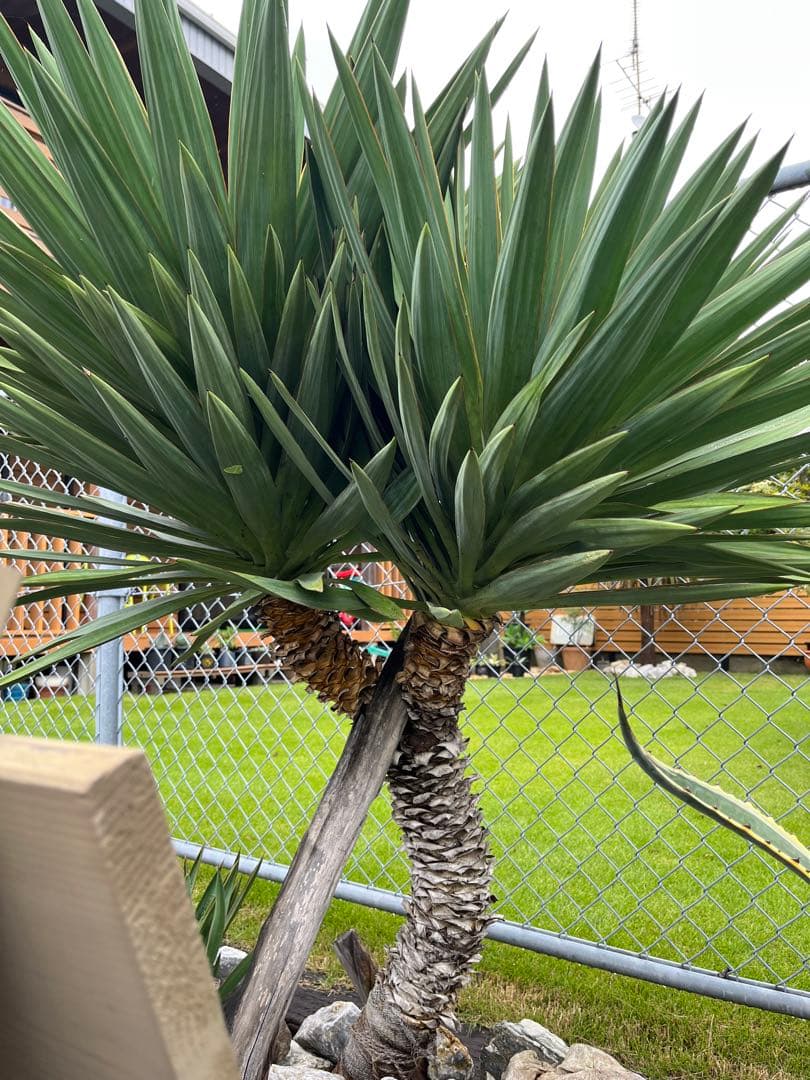 ユッカグロリオサ キミガヨラン 特大145cm以上 - メルカリ