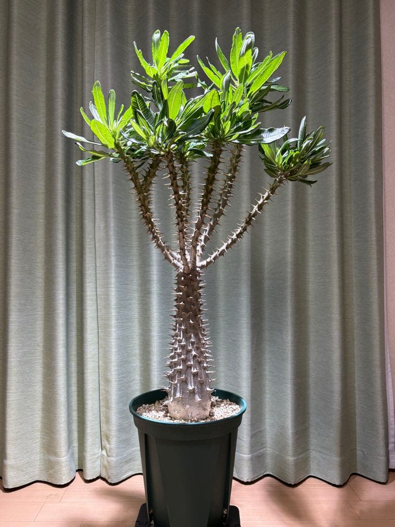 パキポディウム アンボンゲンセ　実生株　引取り限定