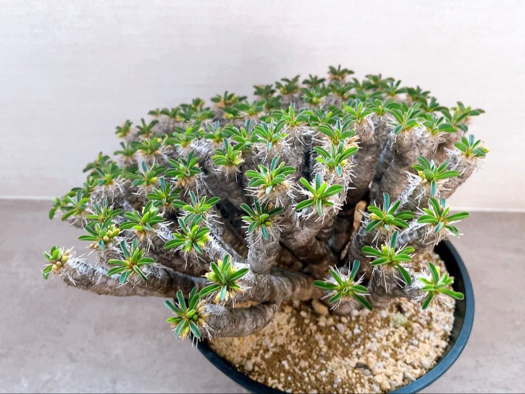 《期間限定販売❗️》『ユーフォルビア　ギラウミニアナ』現地球　発根済み極美大株