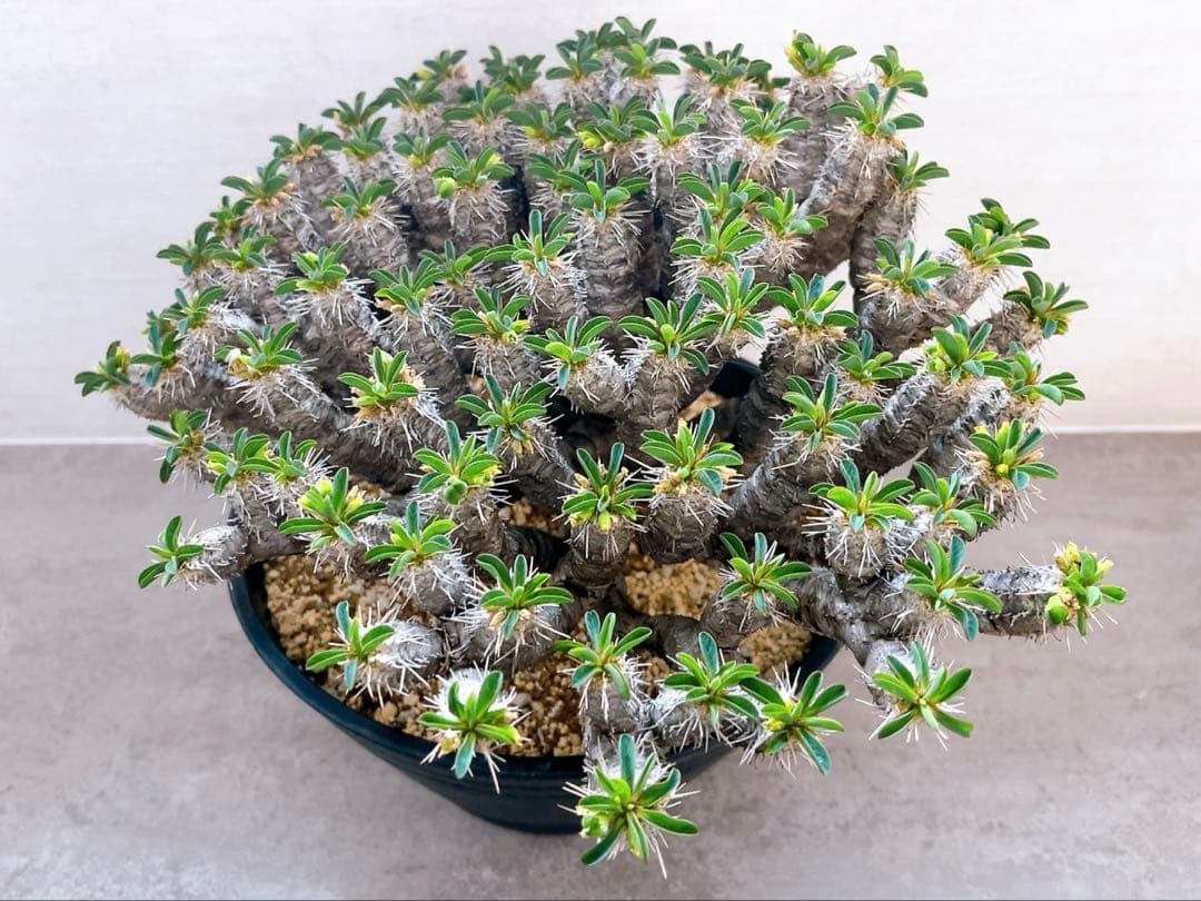 《期間限定販売❗️》『ユーフォルビア　ギラウミニアナ』現地球　発根済み極美大株